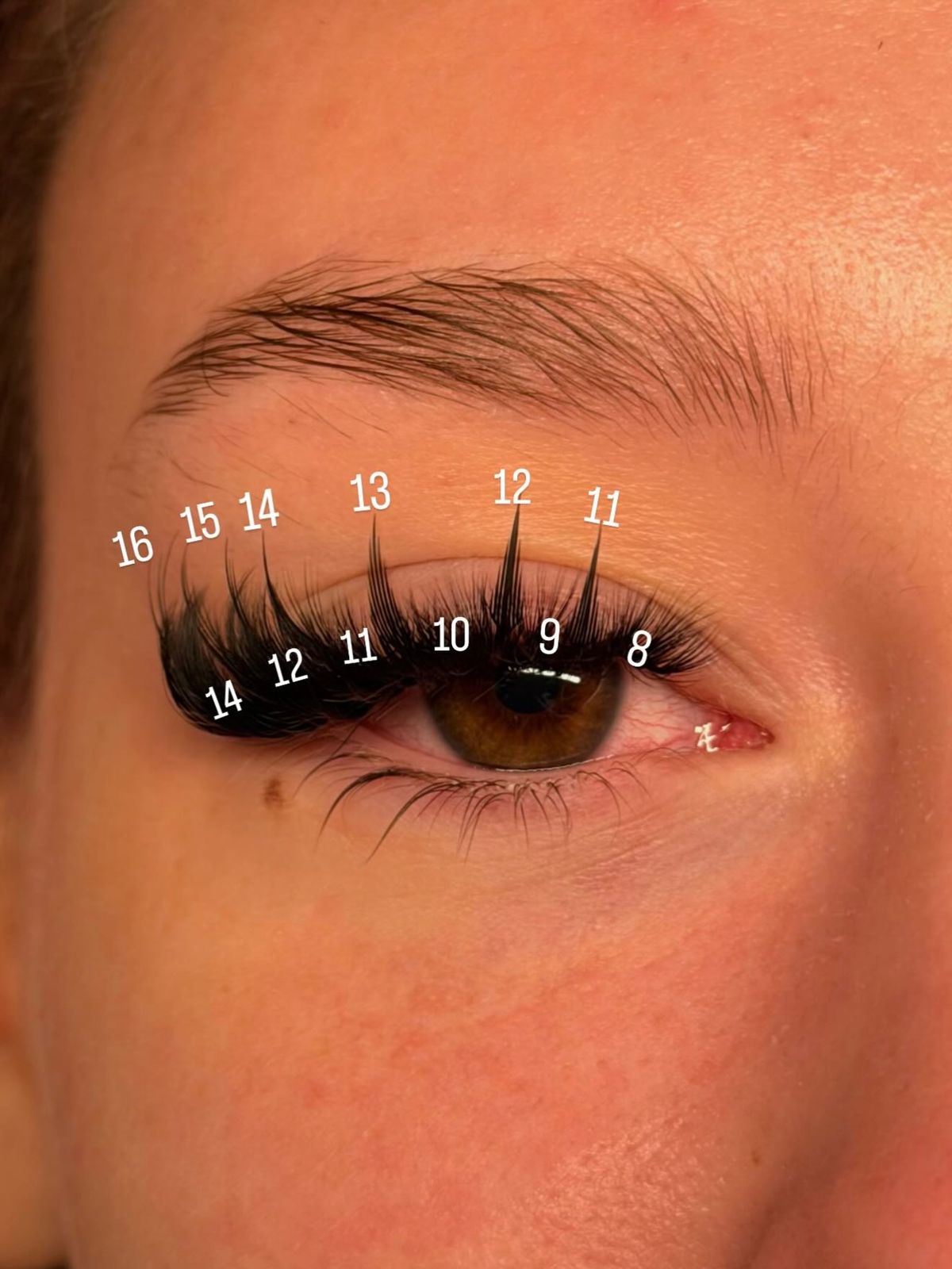 Wispy lash map with lengths 8 to 16 marked along the eye